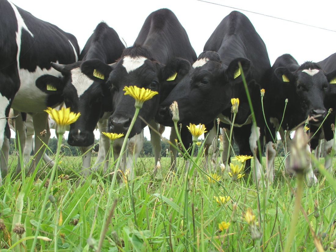 Laat nu een bedrijfsnatuurplan maken voor uw bedrijf