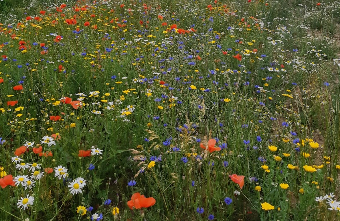 Gratis akkermengsels voor bloemrijke akkerranden