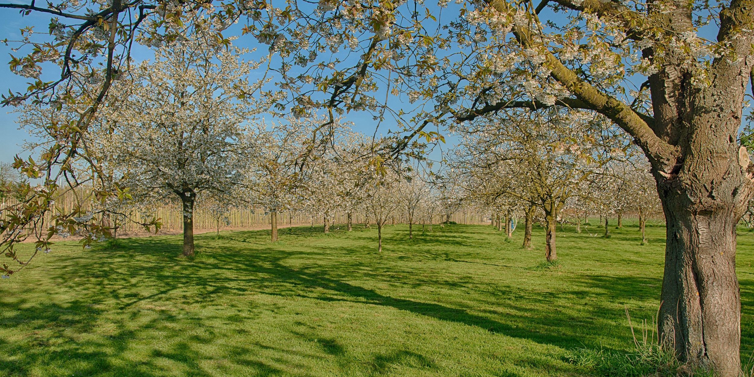 CR header Betuwe Bendiks Westerink Buiten beeld