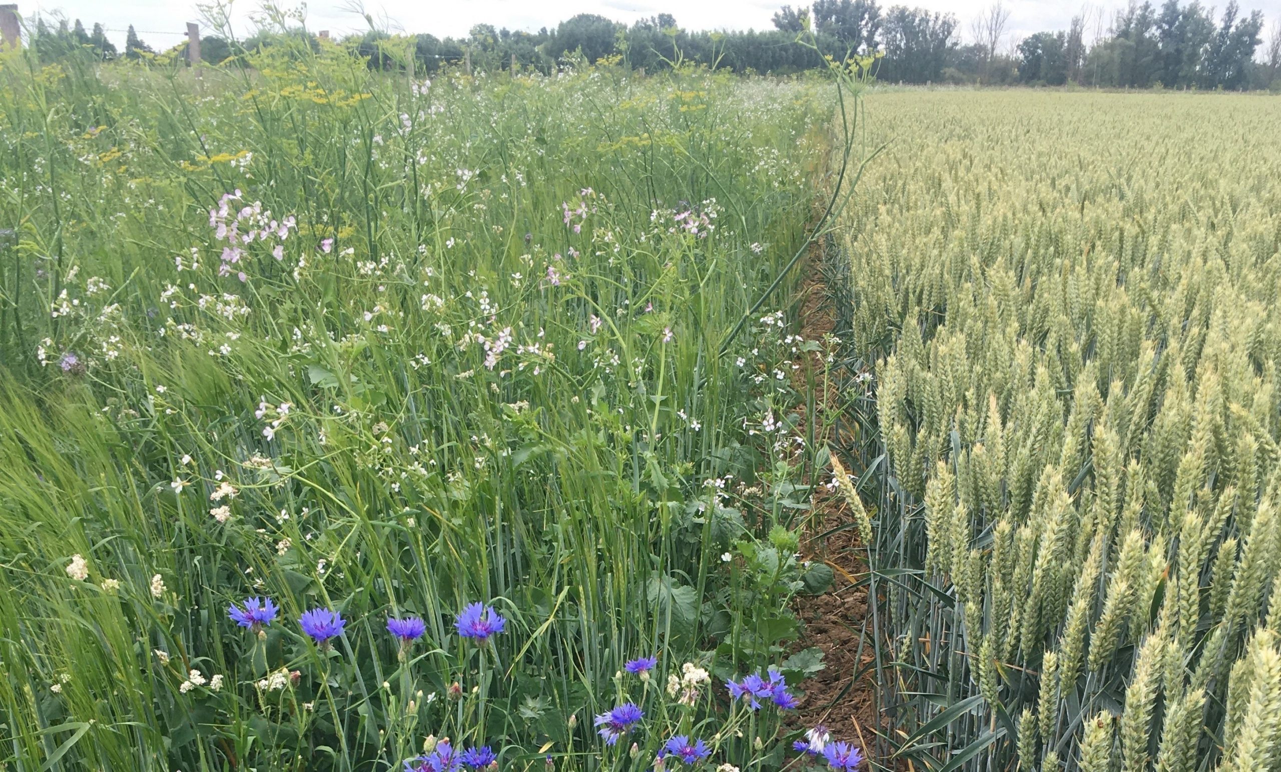 Akkerrandenbeheer in het Rivierengebied