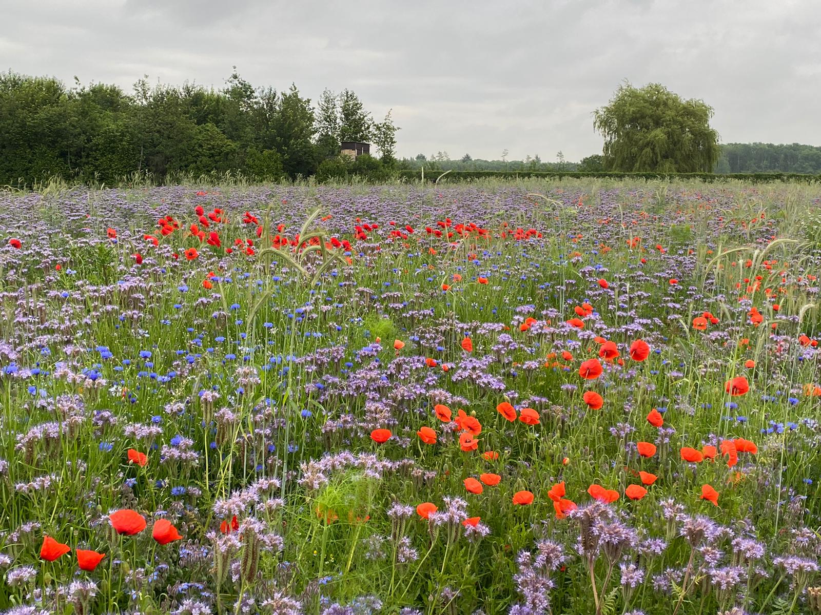 Evaluatie van het akkerrandenbeheer: hoe gaat het tot nu toe?