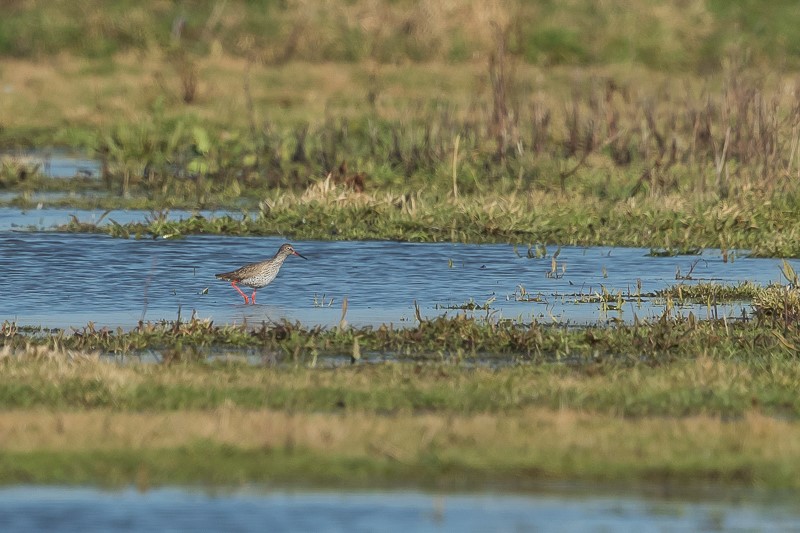 Evaluatie van het weidevogelbeheer in 2021