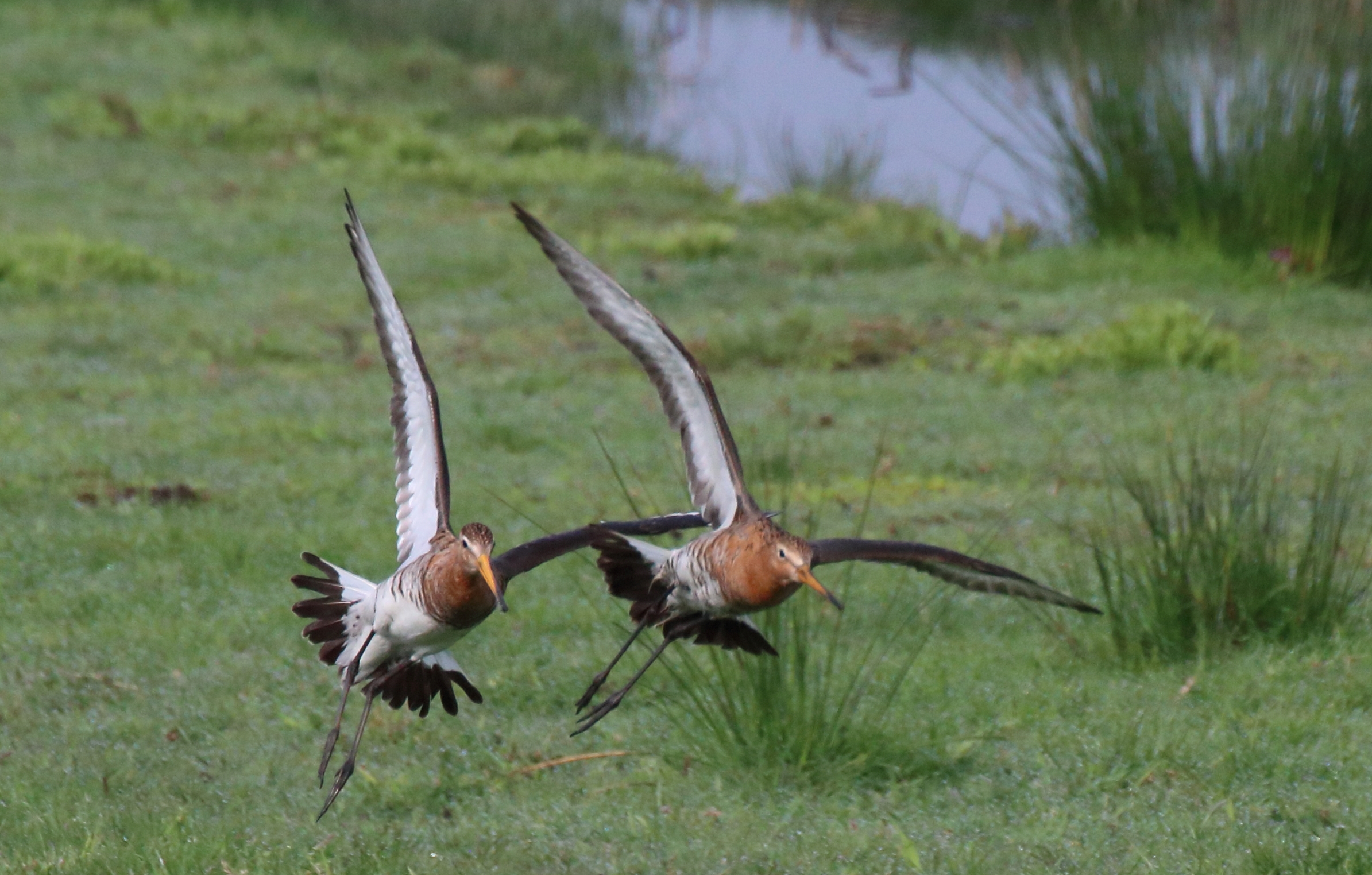 Wat gebeurt er allemaal tijdens het weidevogelseizoen?