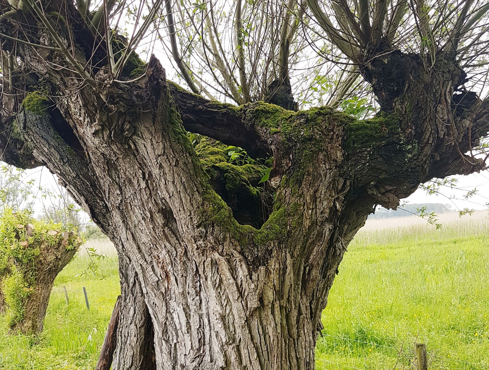 Landschapsbeheer in het Rivierengebied