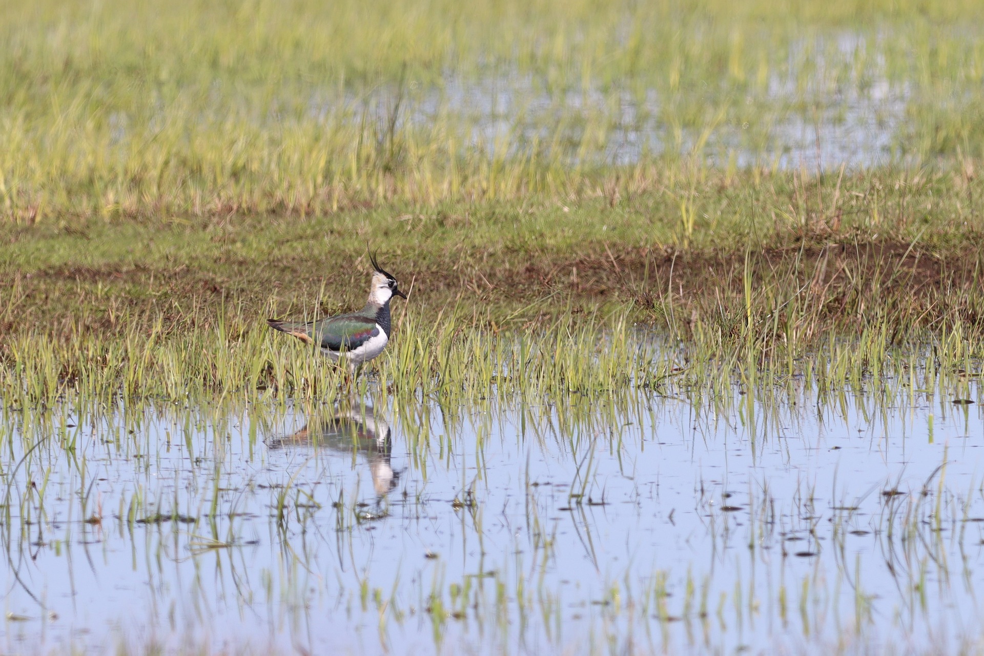 Weidevogelpakketten: Plasdras voor weidevogels