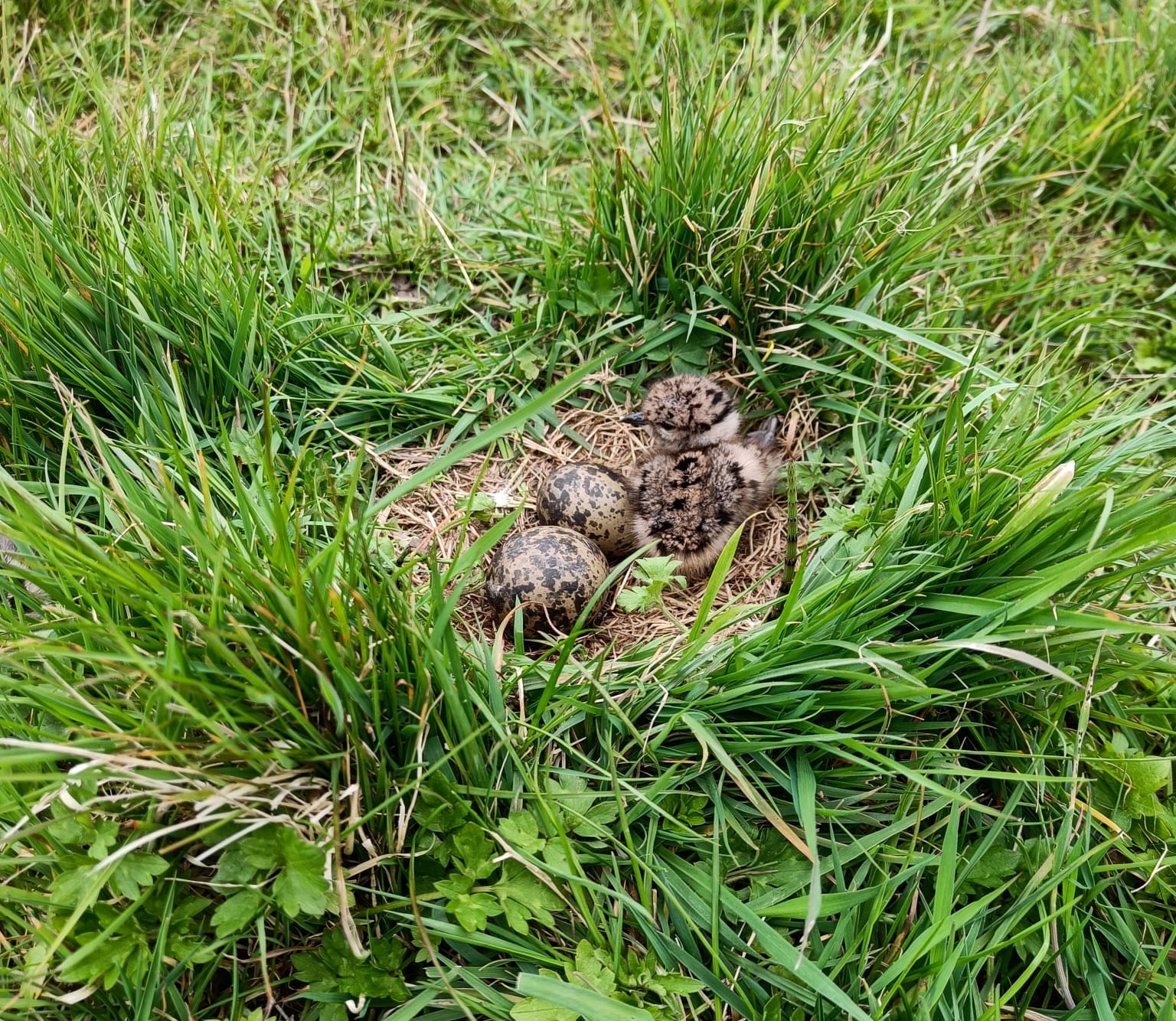 Weidevogelpakketten: Legselbeheer op gras- en bouwland