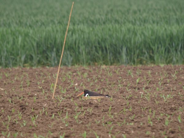 Weidevogelpakketten: Legselbeheer op gras- en bouwland