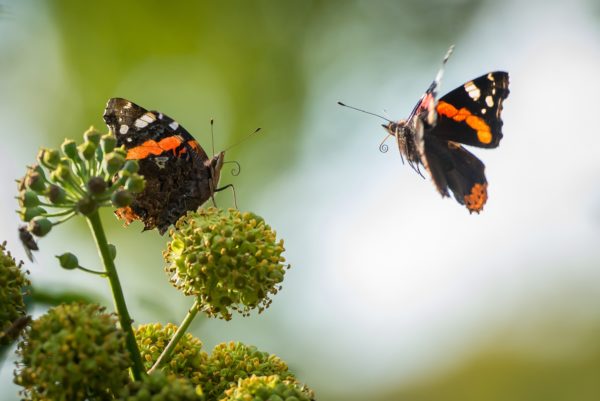 Vlinders tellen in Bloemenrijke akkers: doet u ook mee?