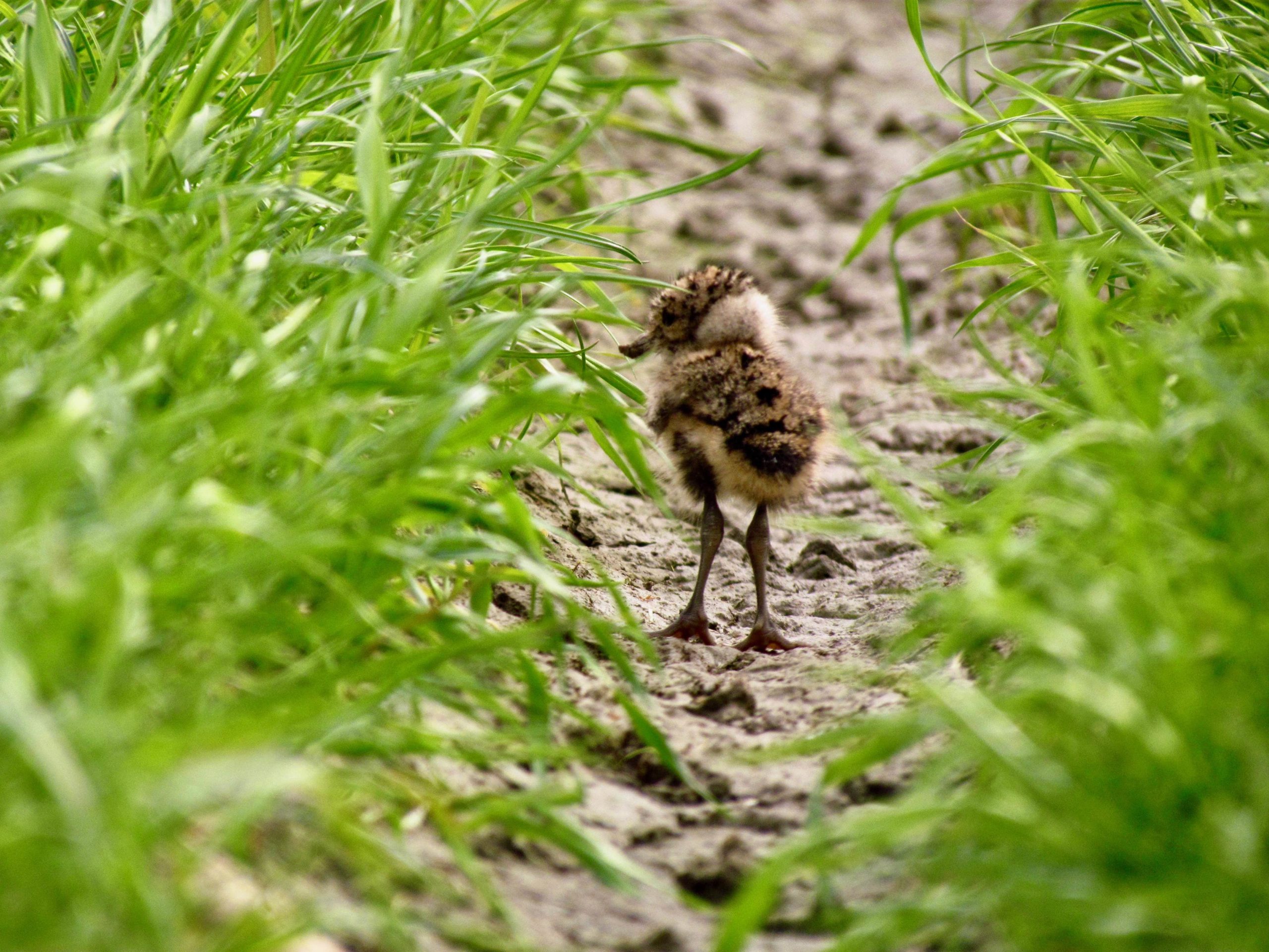 Weidevogelpakketten: Kuikenveld