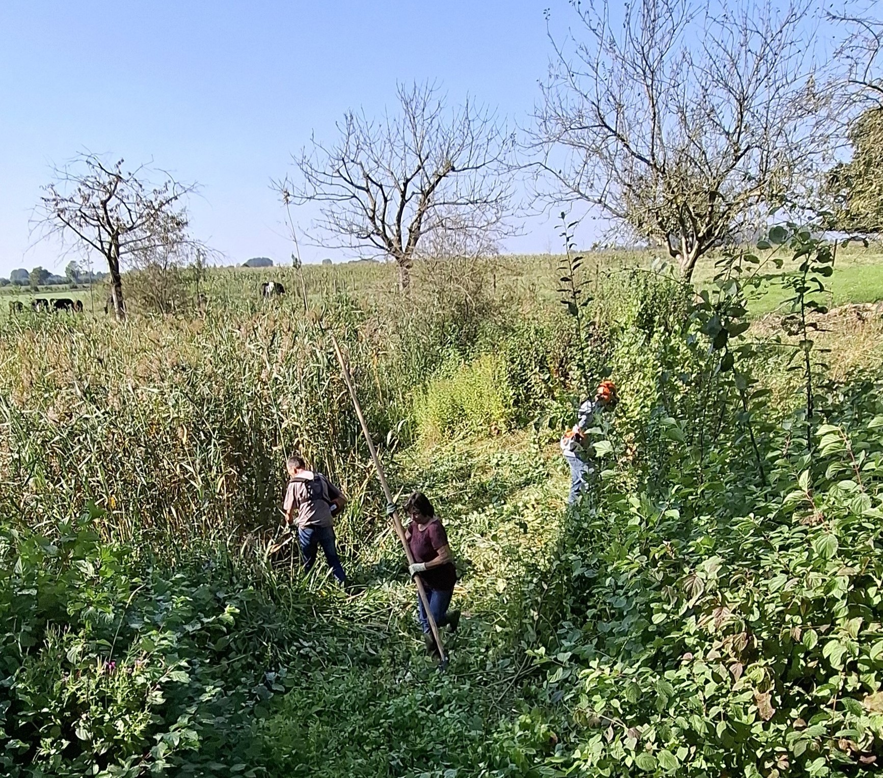 Poel schonen bij boerderij de Houberg in Herwen