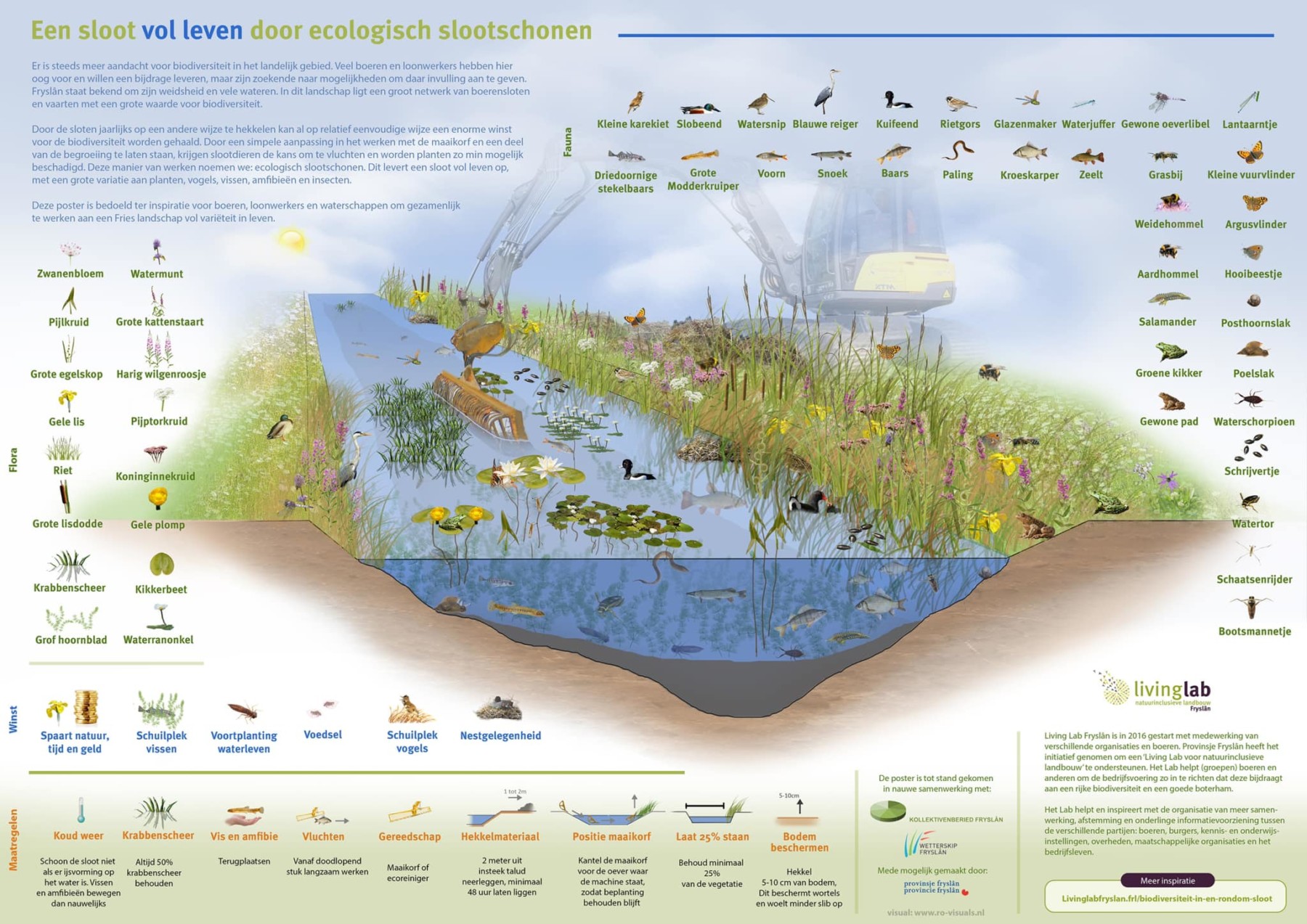 meer-planten-en-dieren-in-de-sloot-sloten-schonen-op-een-ecologische