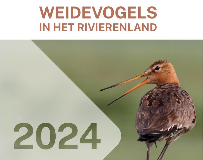 Wat zijn de resultaten van weidevogeljaar 2024?