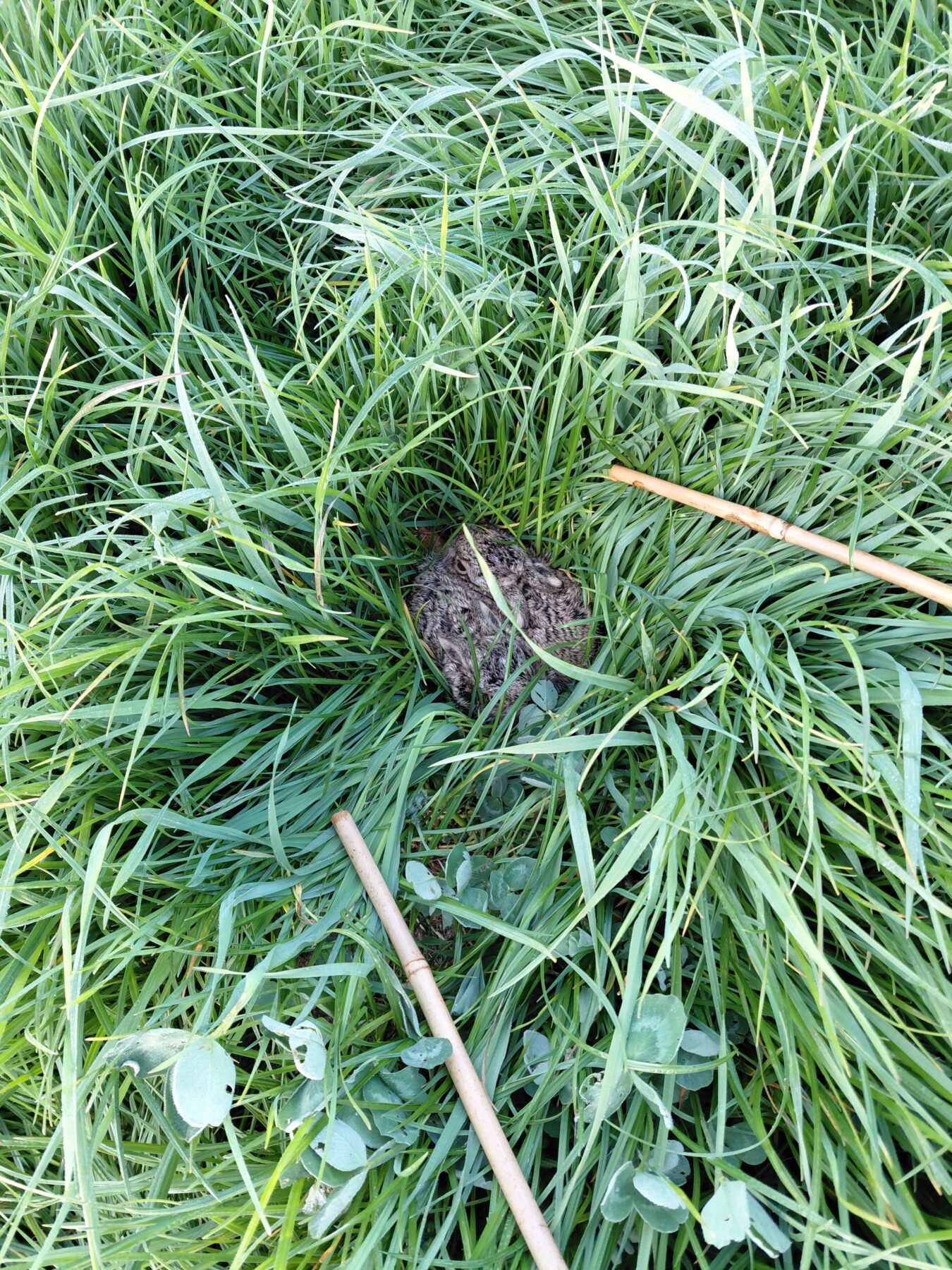 Perceelregistratie en Gecombineerde Opgave 2026: Tips voor een correcte registratie