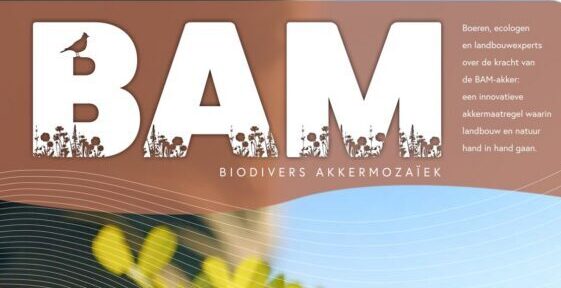 BAM Magazine